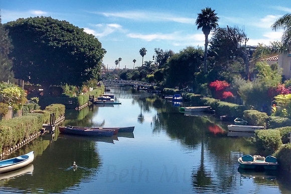 Lone Seagull Swimming Venice Canals