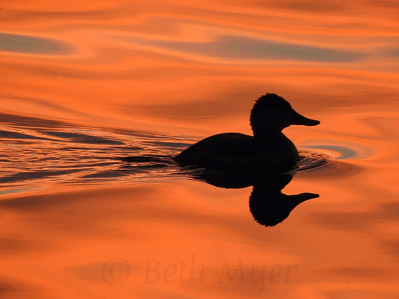 Small Cormorant Silhouette