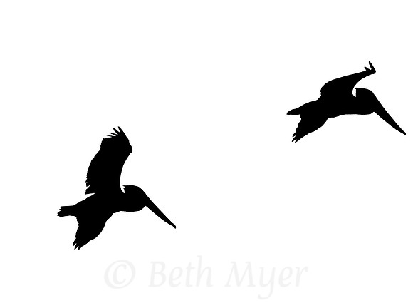 Pelicans in Flight