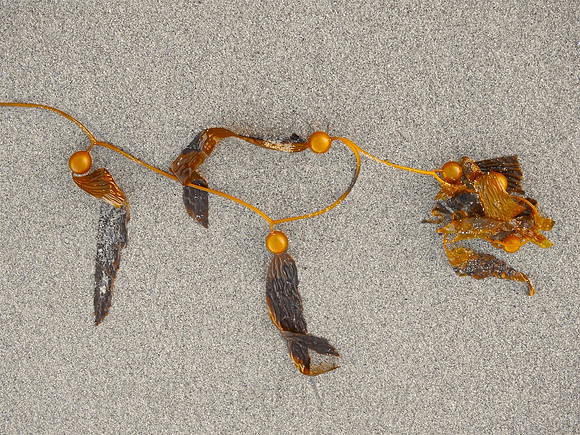 Simply Seaweed