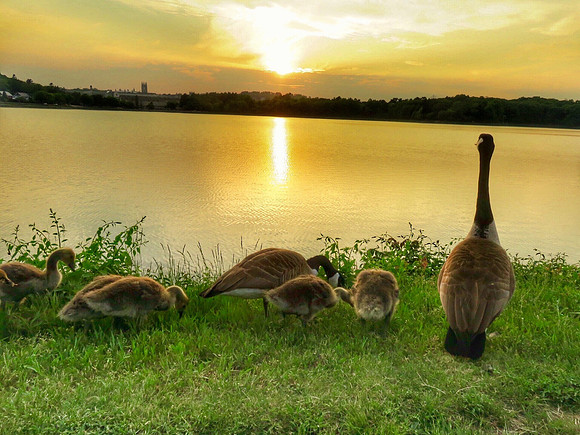 Goose Family Enjoying Sunset