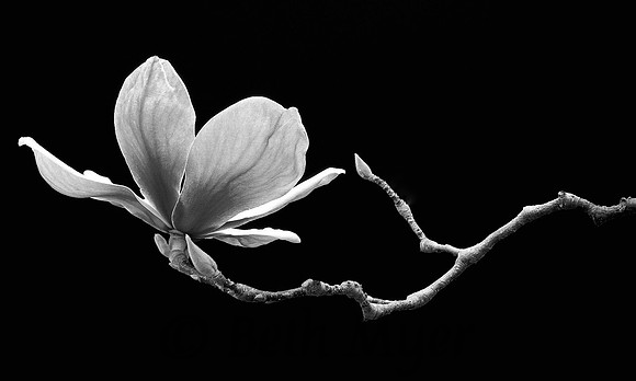 Magnolia In Suspension
