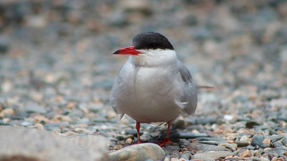Shore Bird Searching