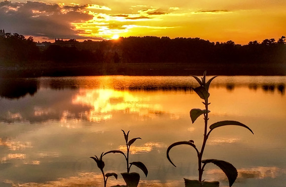 Plants Enjoying Sunset