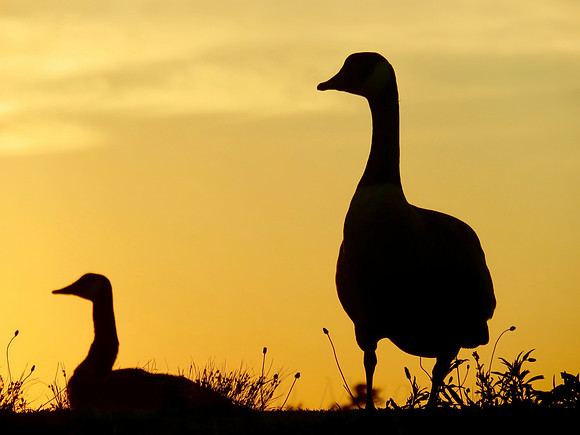 Geese In Sunset Silhouette