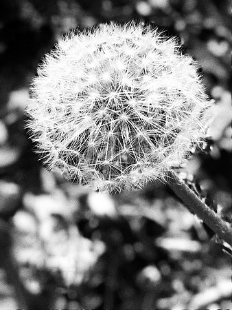Wishful Dandelion Monochrome