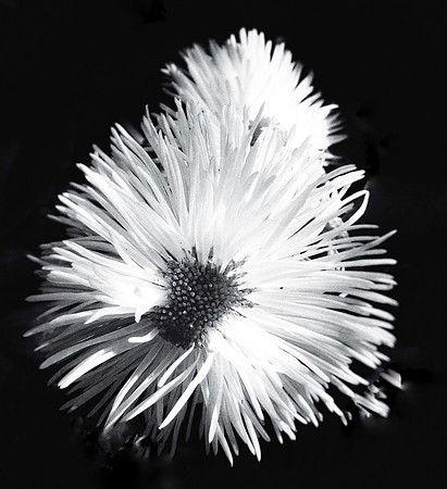 Delicate Fleabane Daisy