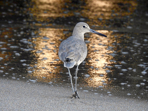 Sandpiper Profile at Sunrise