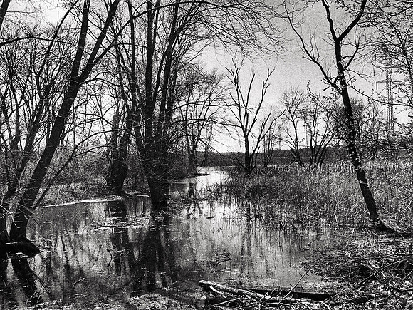 Serene Swampy River