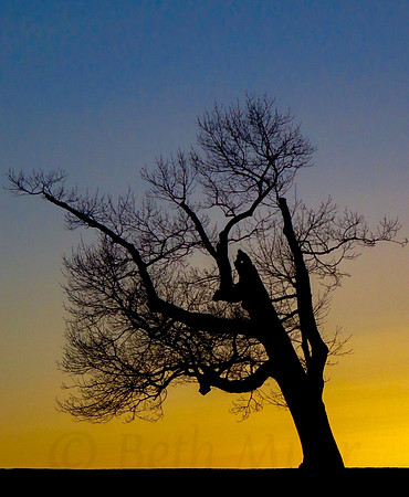 Solitary Tree At Sunset