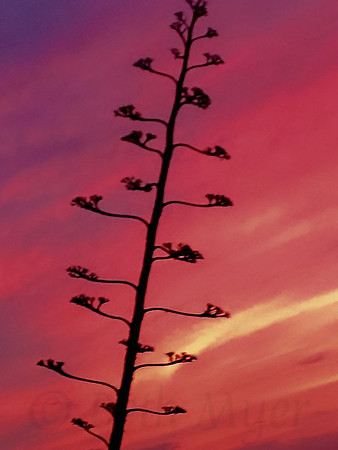 Agave at Sunset