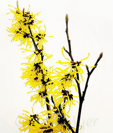 Nacent Forsythia