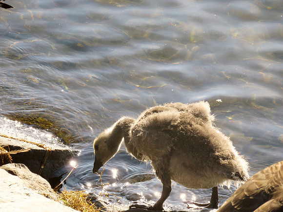 Thirsty Gosling