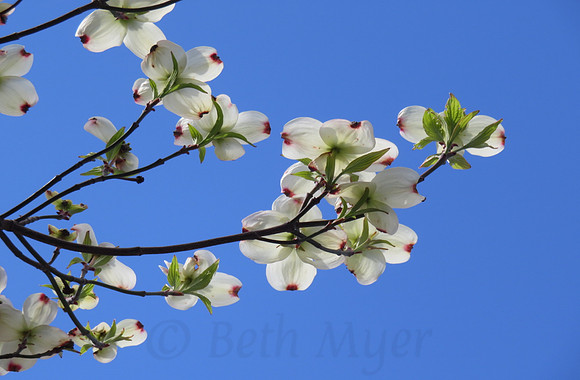 Delightful Dogwood