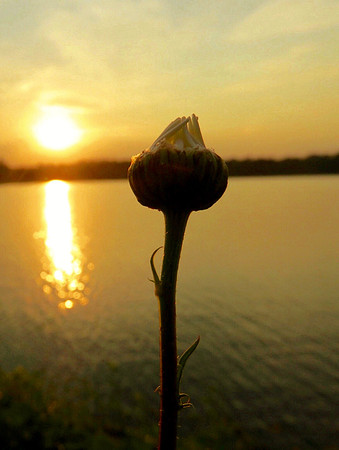 Bokeh Bud At Sunset