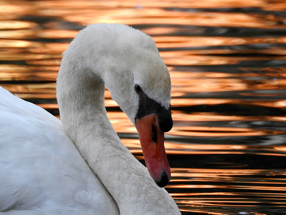 Swan Profile at Sunset
