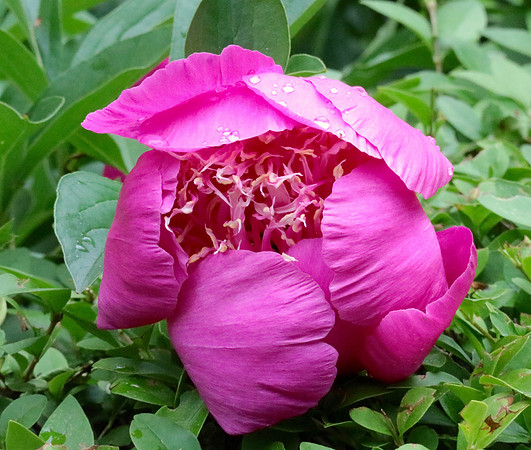 Pink Peony With Morning Dew