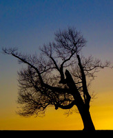 Branches & Trees