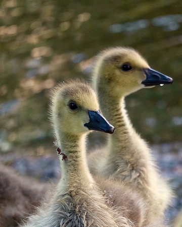 Baby Geese Headshot