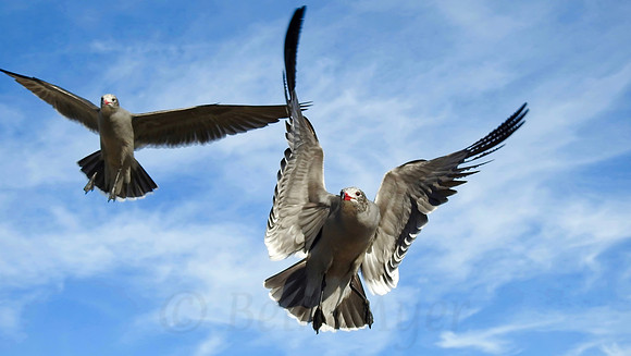 Grey Seagulls in Flight