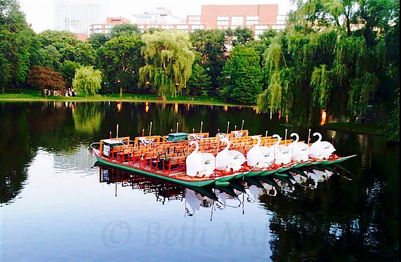Swan Boats At Rest