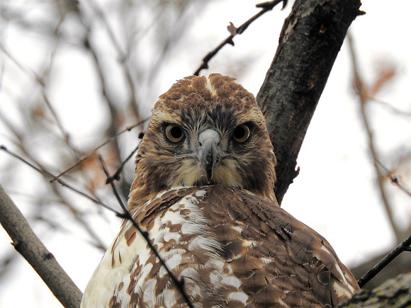 Hawk Eyes