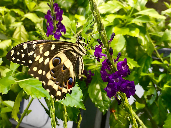 Yellow Butterfly Enjoying Purple Flower