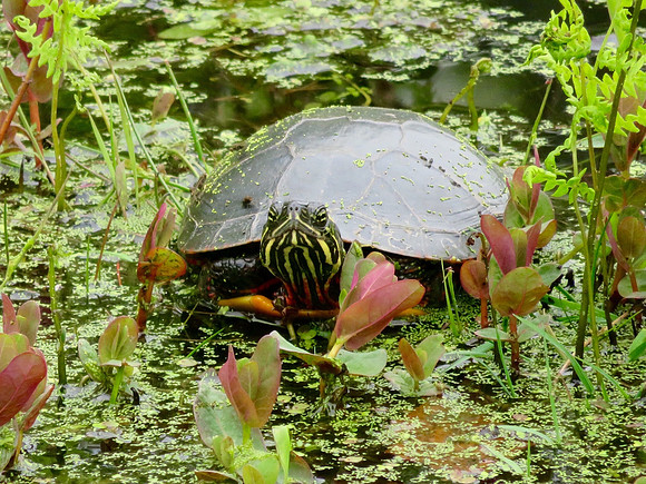 Curious Pond Turtle
