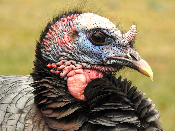 Turkey Headshot
