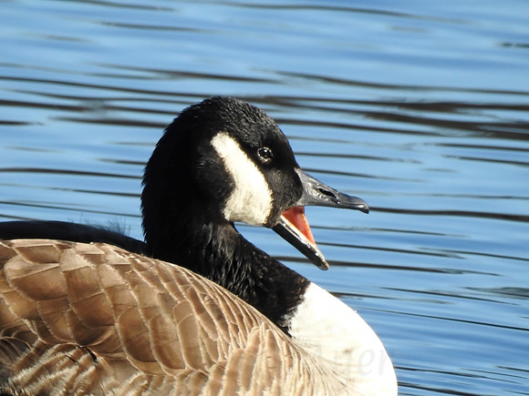 Quacked Up