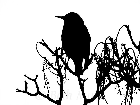 Grackle Silhouette