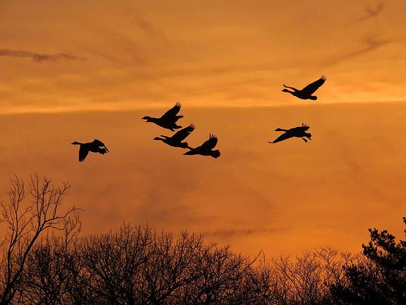 Sunset Flight