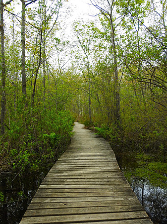 Walk in the Woods Vertical