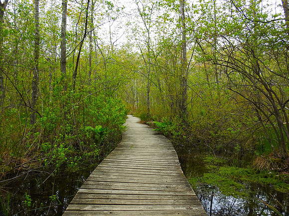 Walk in the Woods - Horizontal