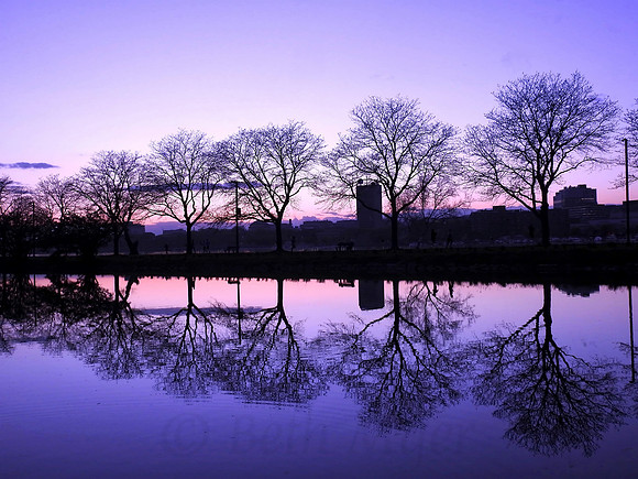 Bare Tree Reflection