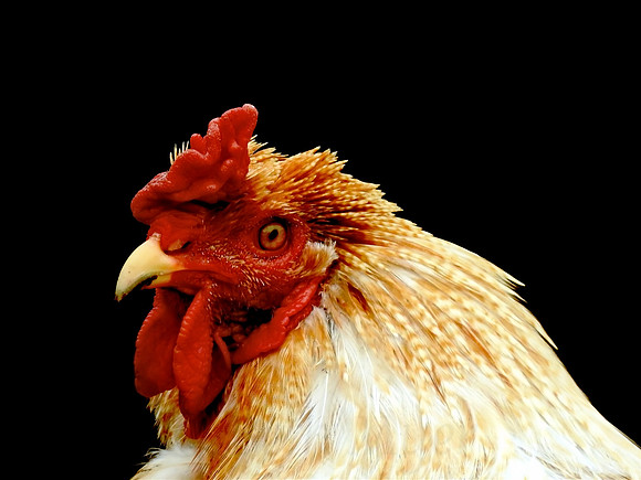 Rooster Profile