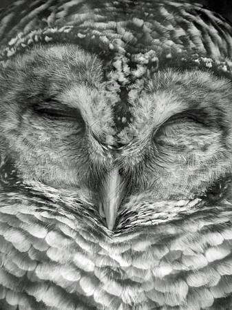 Owl Sleeping