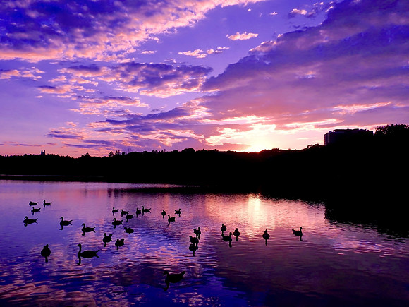Geese Enjoying a Sunset Swim