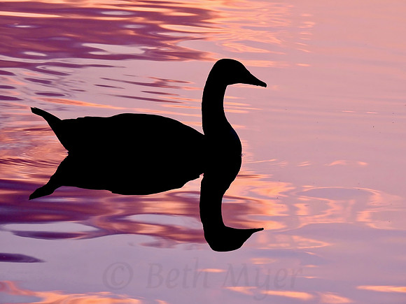 Goose Reflection