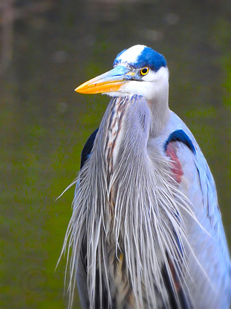 Handsome Heron