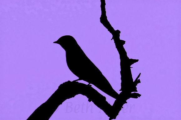 Perching Bird Silhouette