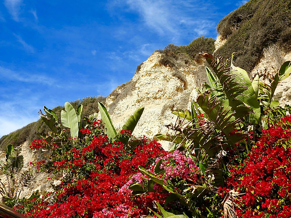 Cliffside Flowers