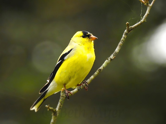 Yellow Finch Perching
