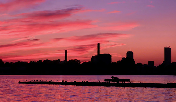 Seagulls Sunset Perch