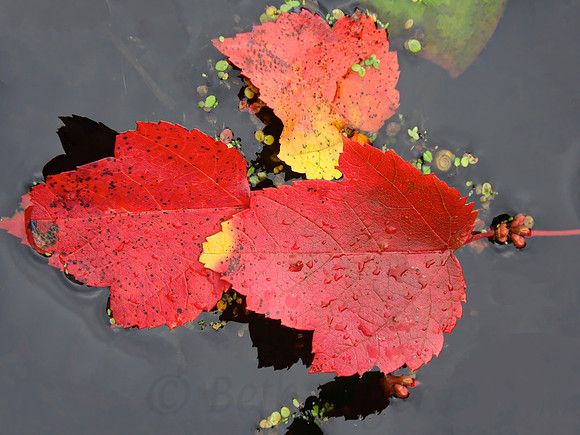 Floating Leaf Trio