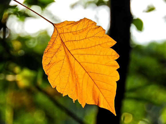 Lone Leaf Hanging