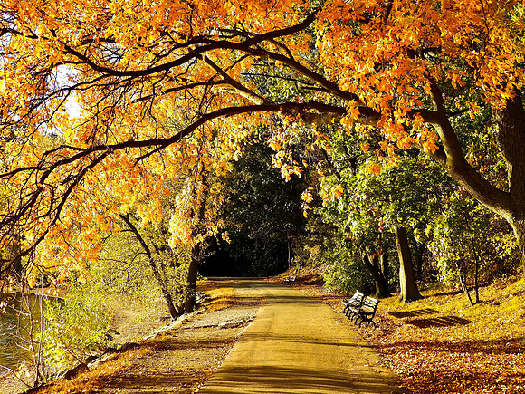 Leafy Arch Over Path