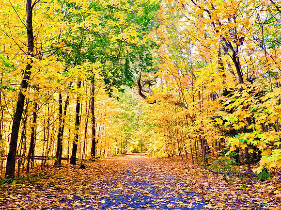 Leafy Path