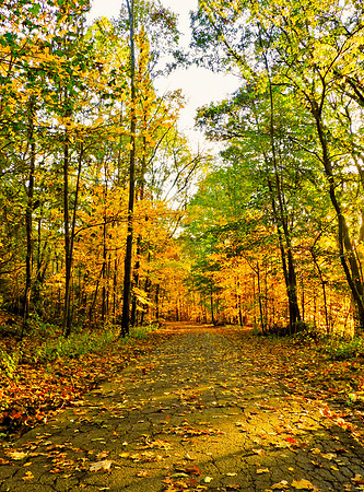 Vertical Leafy Path