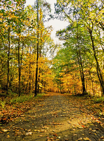 Vertical Leafy Path